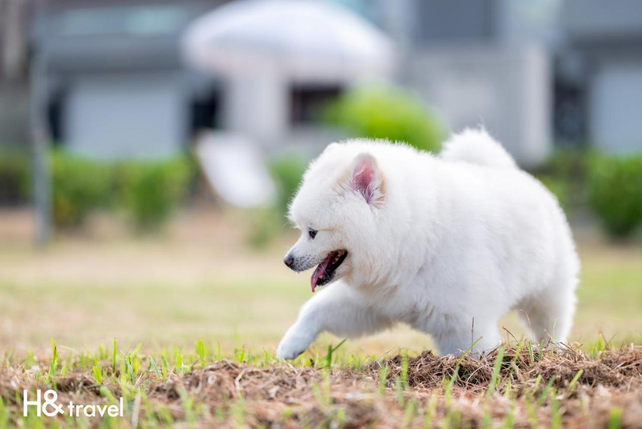 Taitung Rainbow Pet Friendly Maison Resort Buitenkant foto
