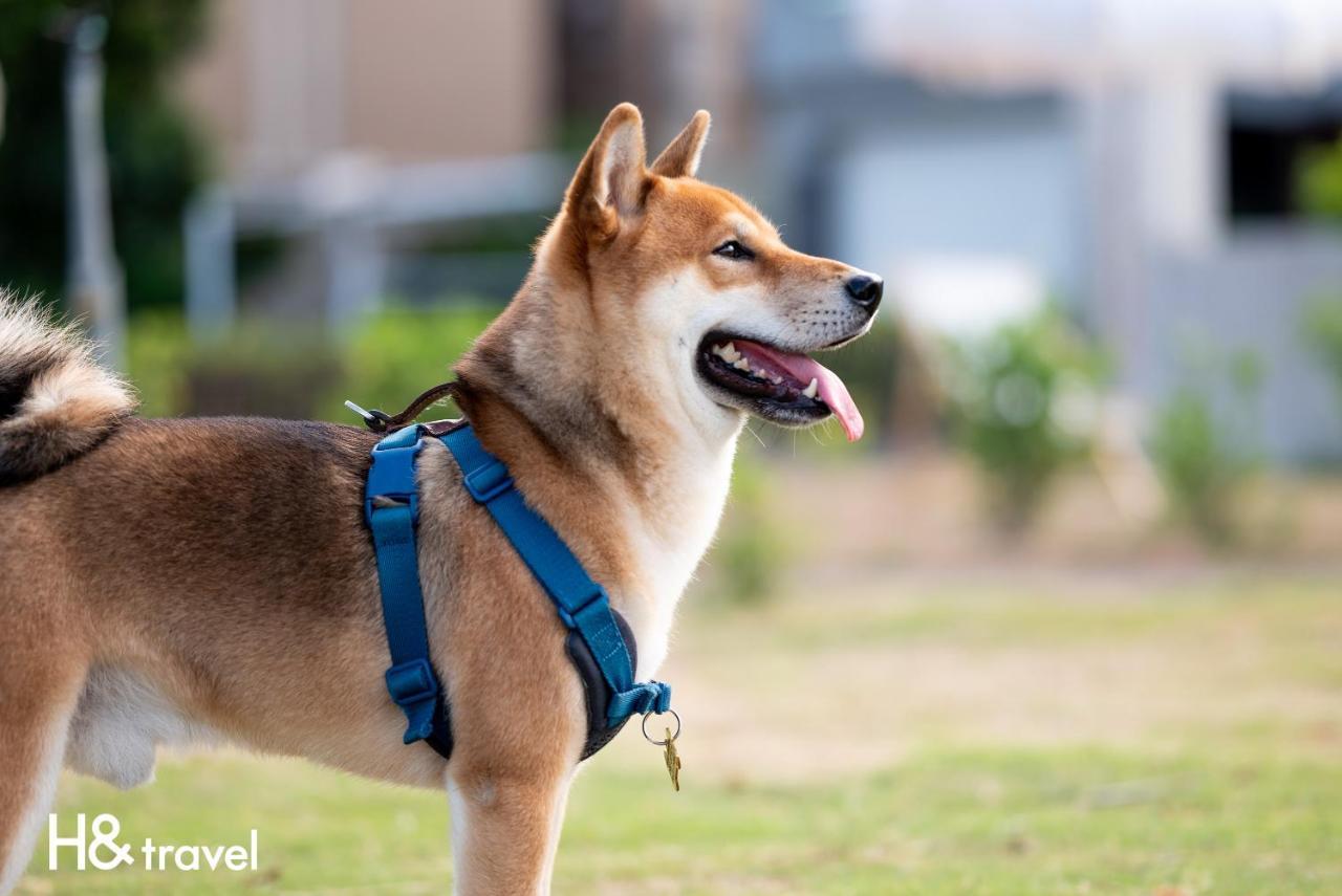 Taitung Rainbow Pet Friendly Maison Resort Buitenkant foto